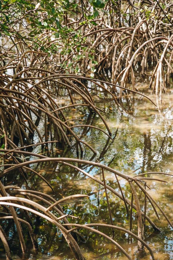 Pousada Reserva Tatuamunha Pôrto de Pedras Buitenkant foto